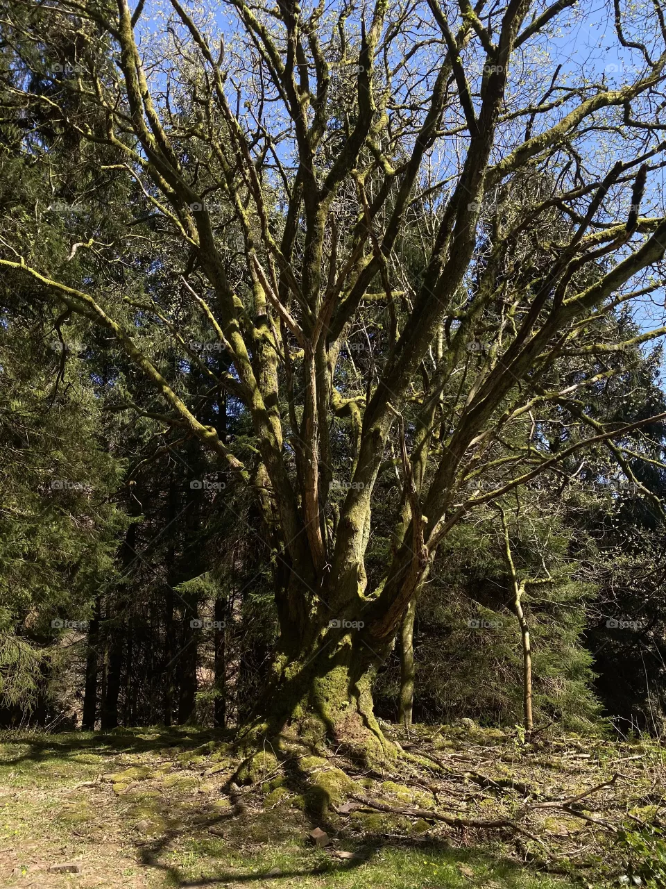 Big tree.