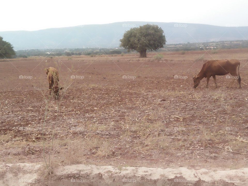 The cows in the field and view to an argania spinosa.
