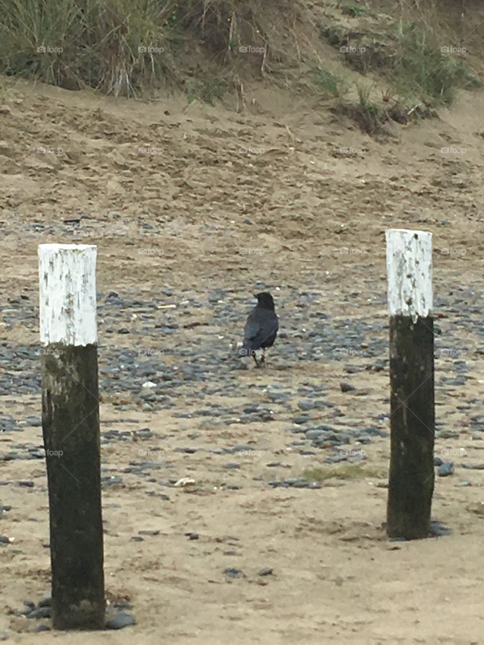 Crow on pebbles seaside 