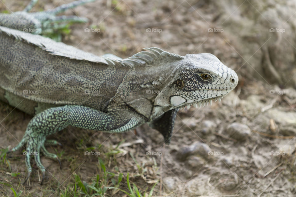 Beautiful iguana.