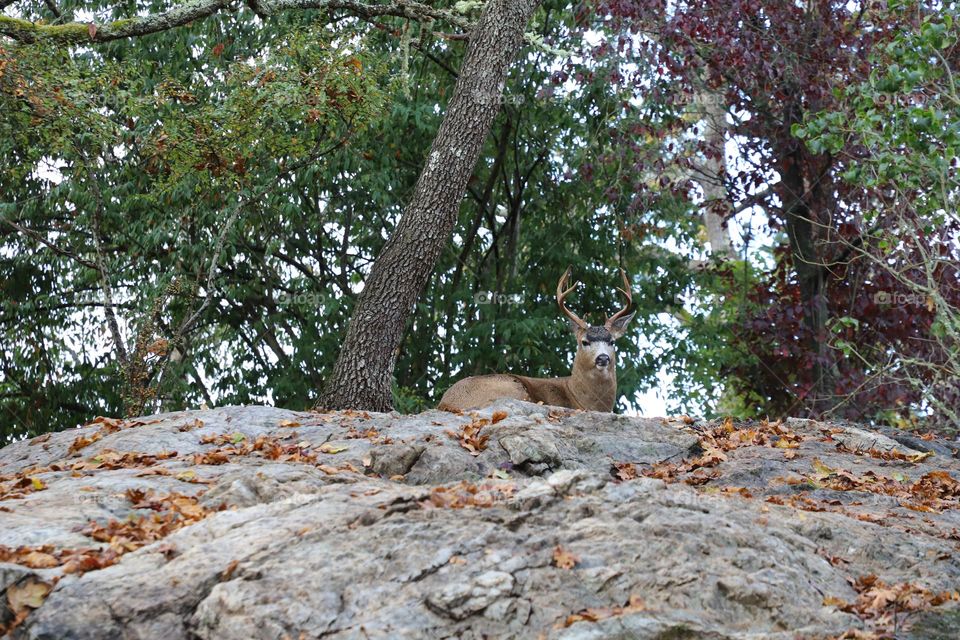 Deer resting on top of a rock 