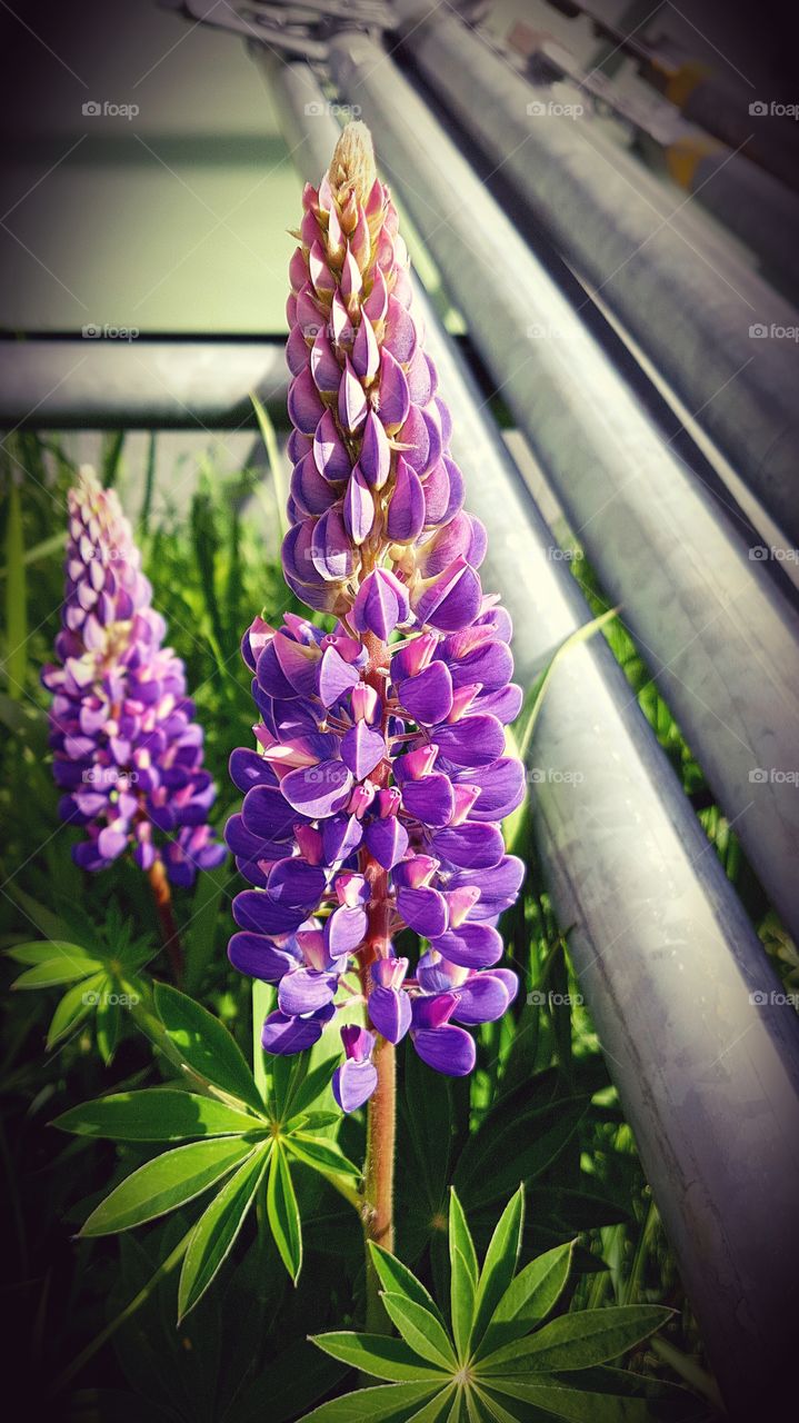 lupines among building stands