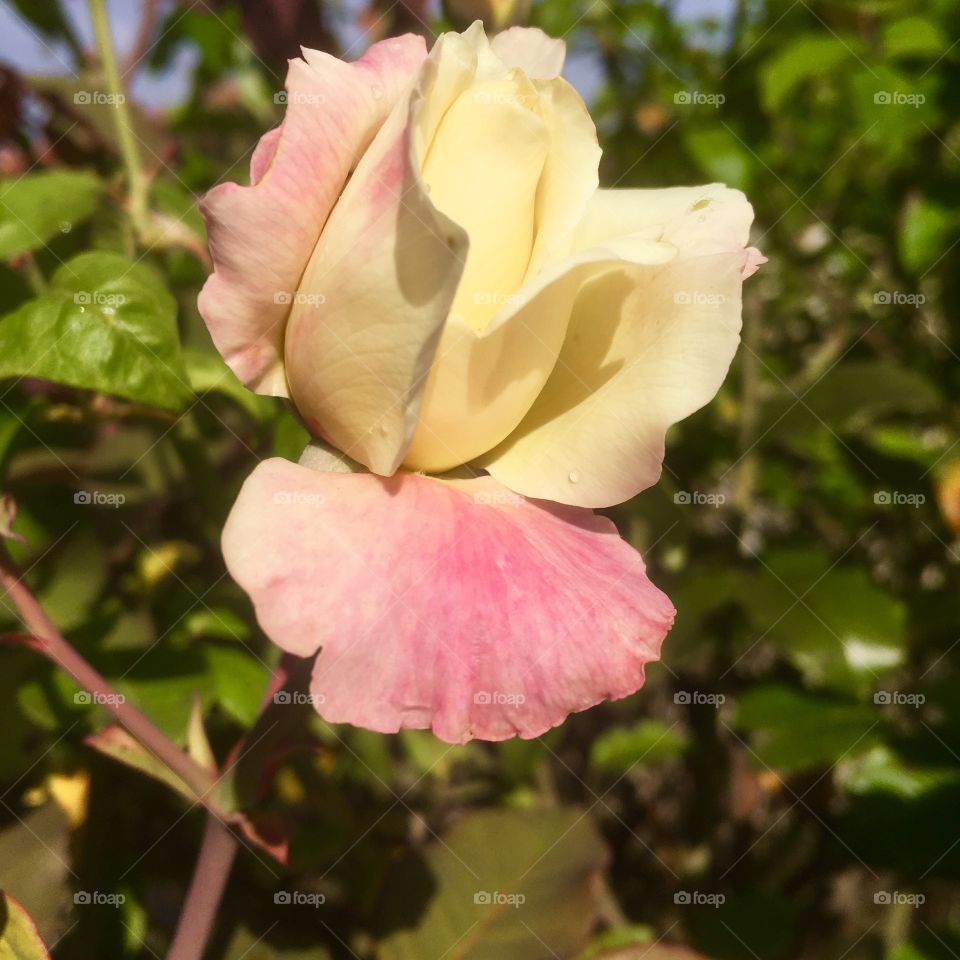 🌺Fim de #cooper!
Suado, cansado e feliz, alongando e curtindo a beleza das #roseiras.
🏁
#corrida #treino #flor #flowers #flores #pétalas #jardim #jardinagem #garden #flora #run #running #esporte #alongamento  