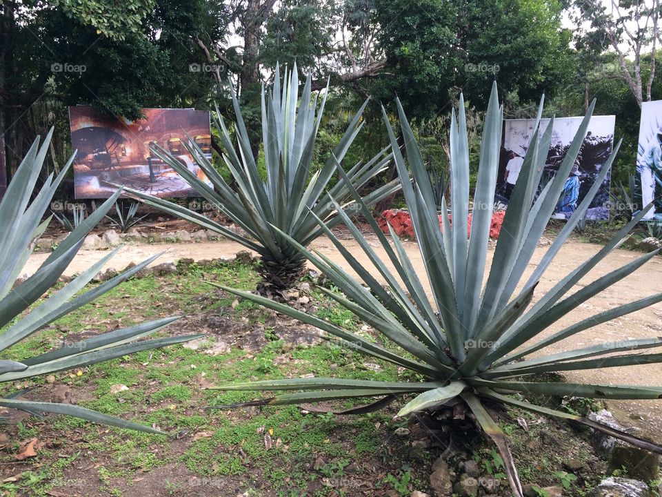 Agave