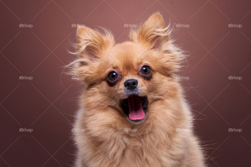 Dog yawning against brown background