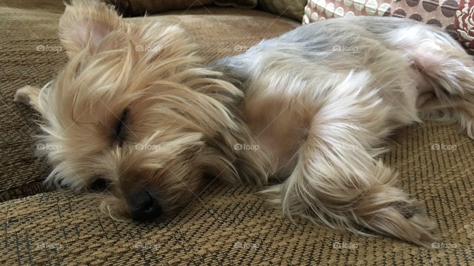 A cute little dog (yorkshire terrier) is enjoying her daily nap (again).