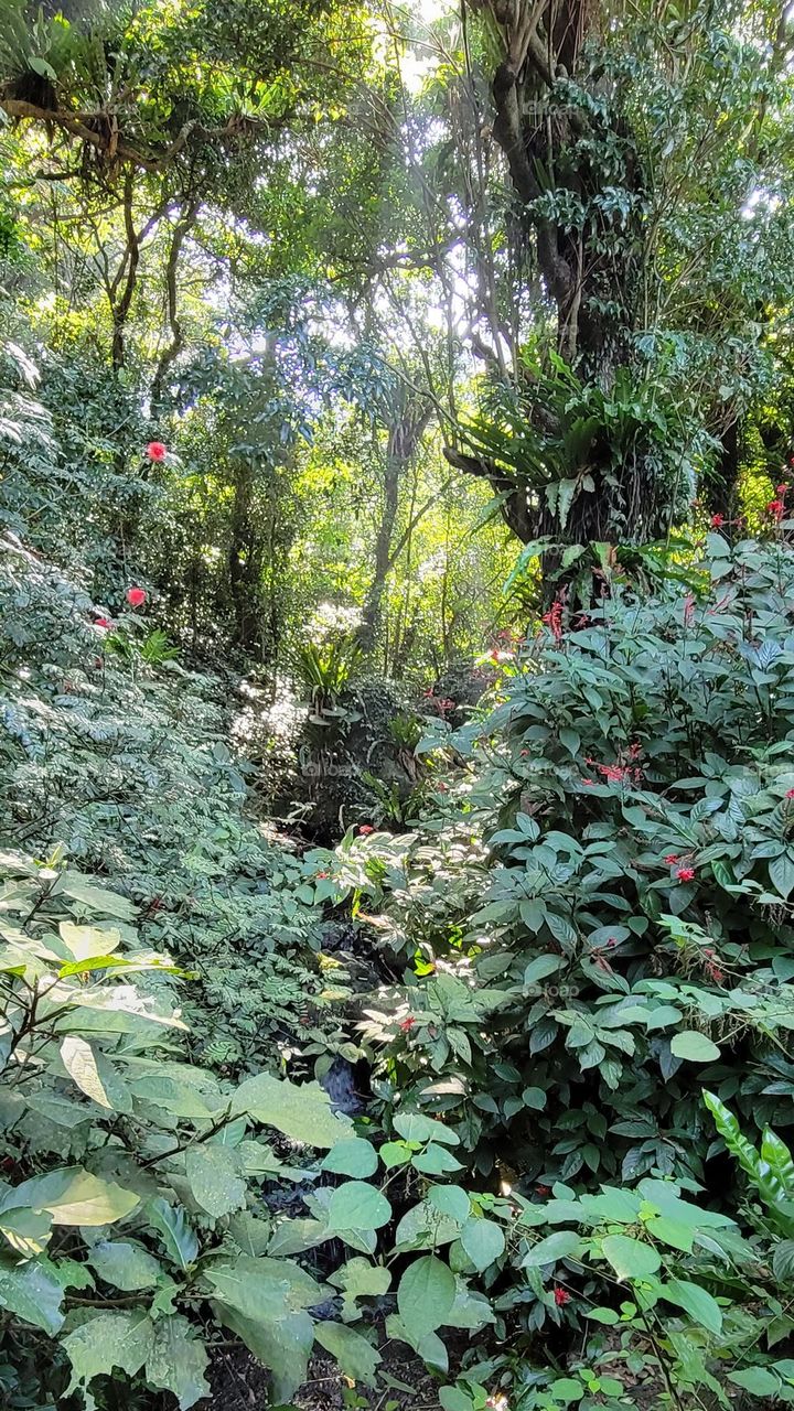 Hiking at Hong Kong Kadoorie Farm on a sunny day