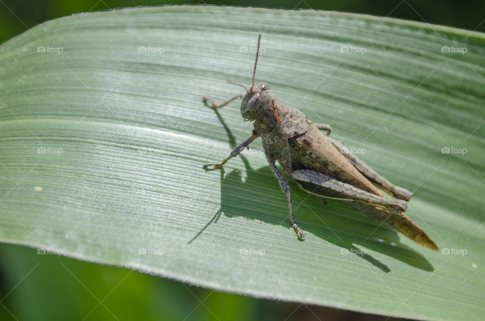 Brown Grasshopper On Corn Leaf