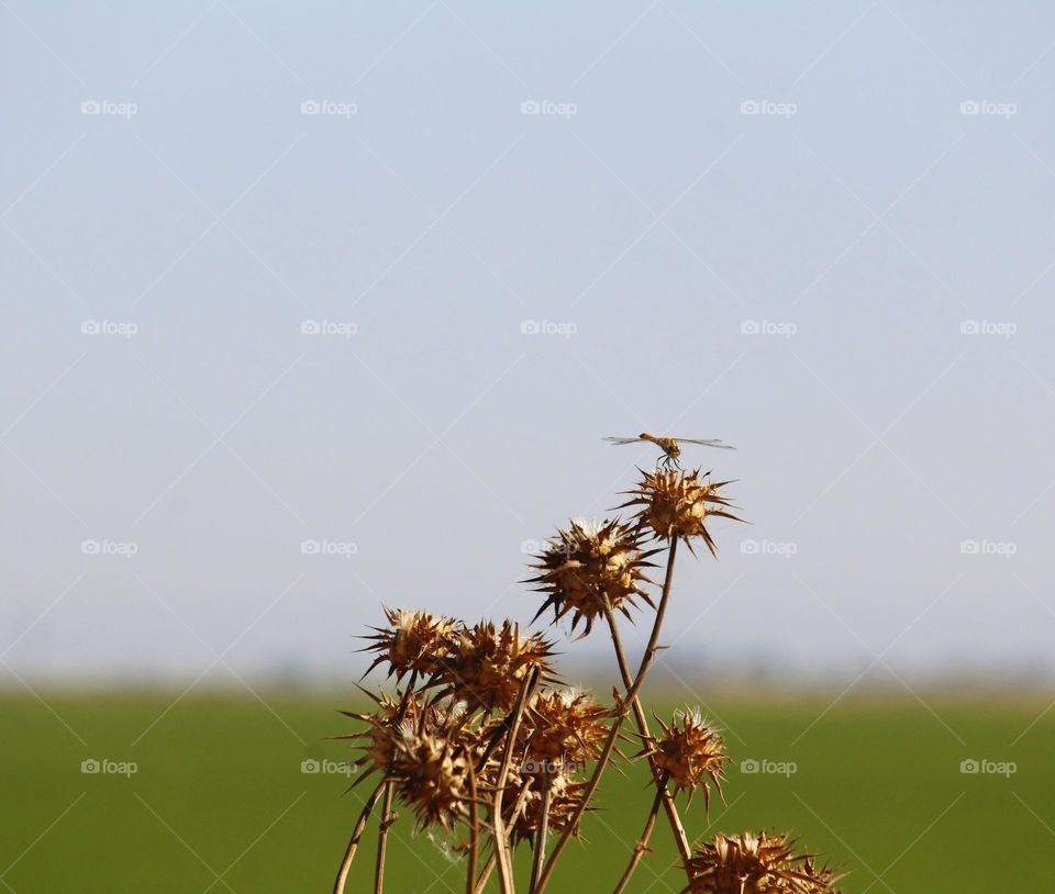 A dragonfly resting on a thorny plant in an open field.