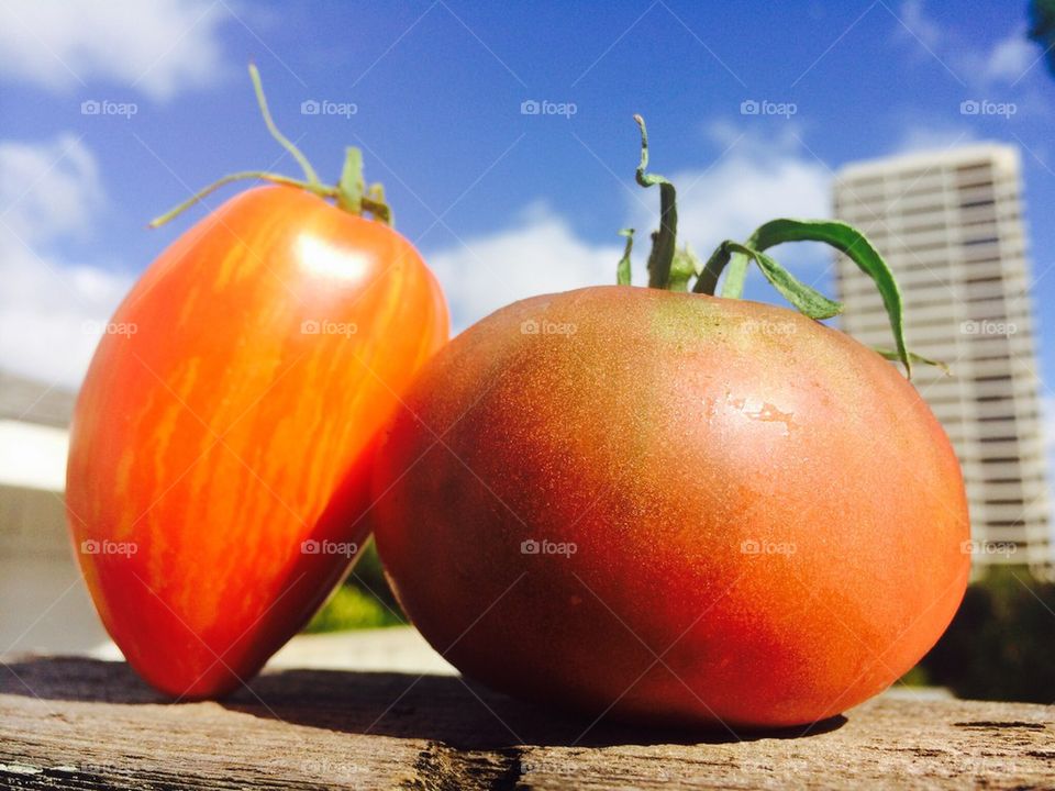Tomato love
