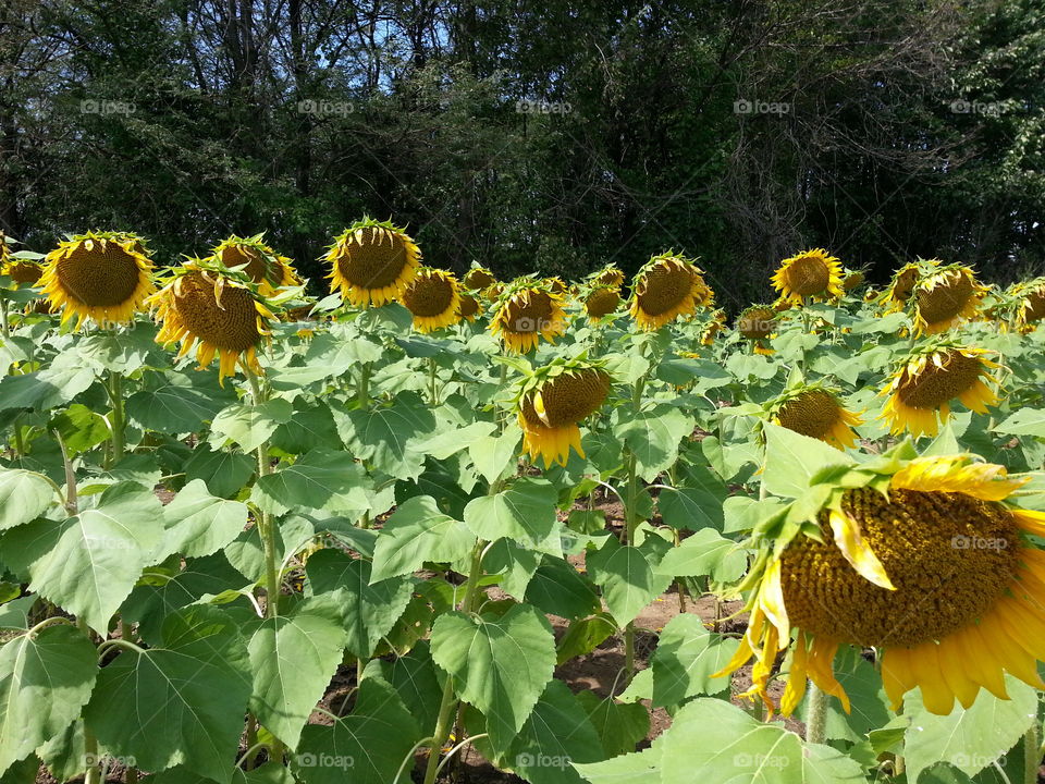 sunflower field. sunflower