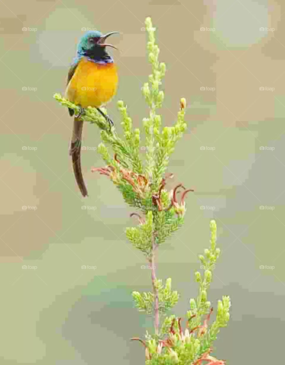 bird