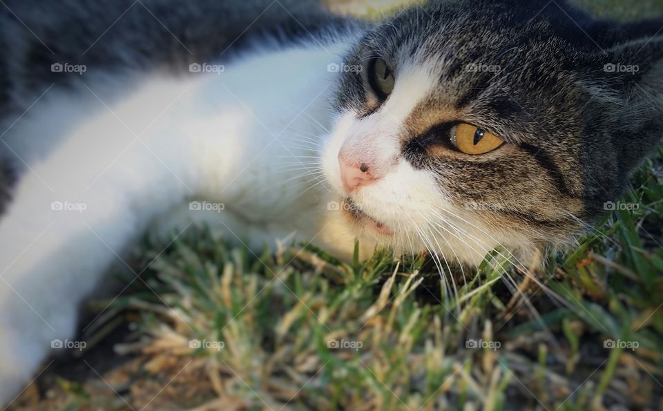 Gray Tabby Looking Laying in the Grass Closeup