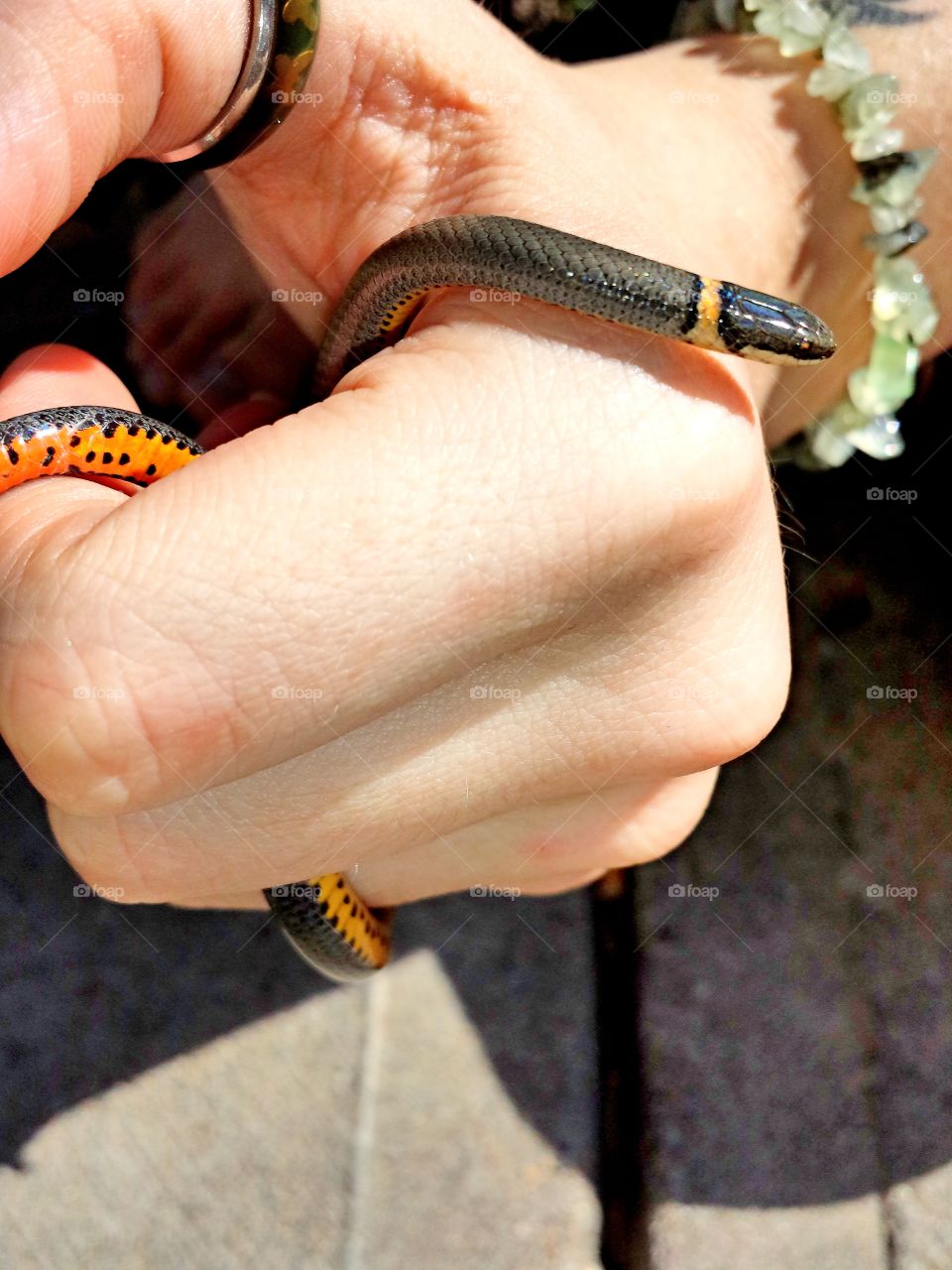 Friendly Ringneck Snake