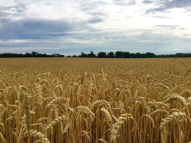 View of wheat field