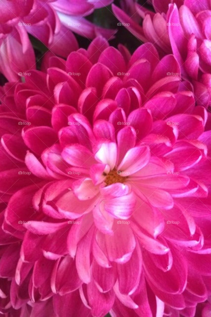 Pink flower