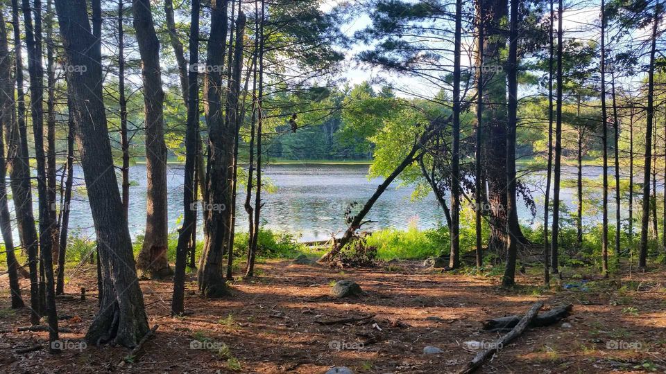 Massachusetts Forest