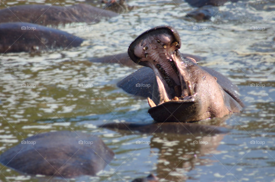 Aggressive hippopotamus among other hippos in a lake in Africa