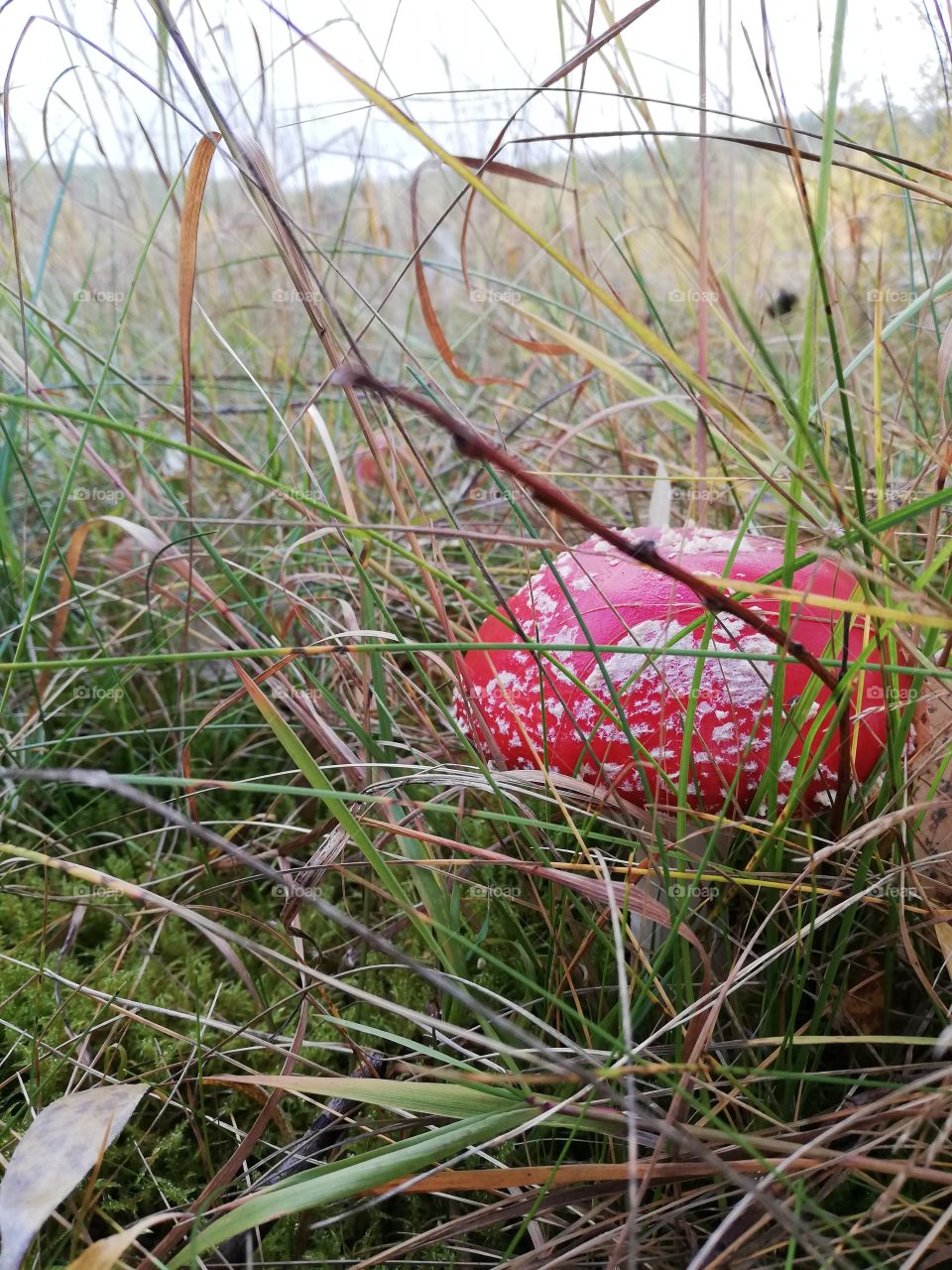 One poisonous mushroom is growing in the grass and moss. A fly agaric is hidden among fresh and dry hay. The round top is bright red with white uneven spots. In the background a forest and a lake.