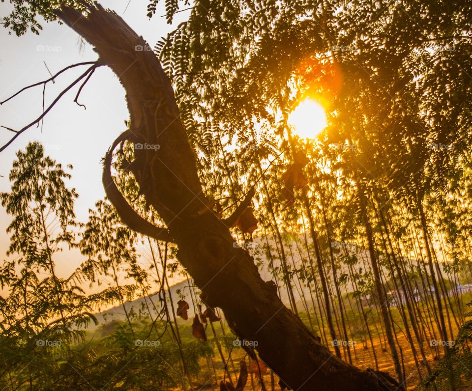 Indian local silhouette of sunset 