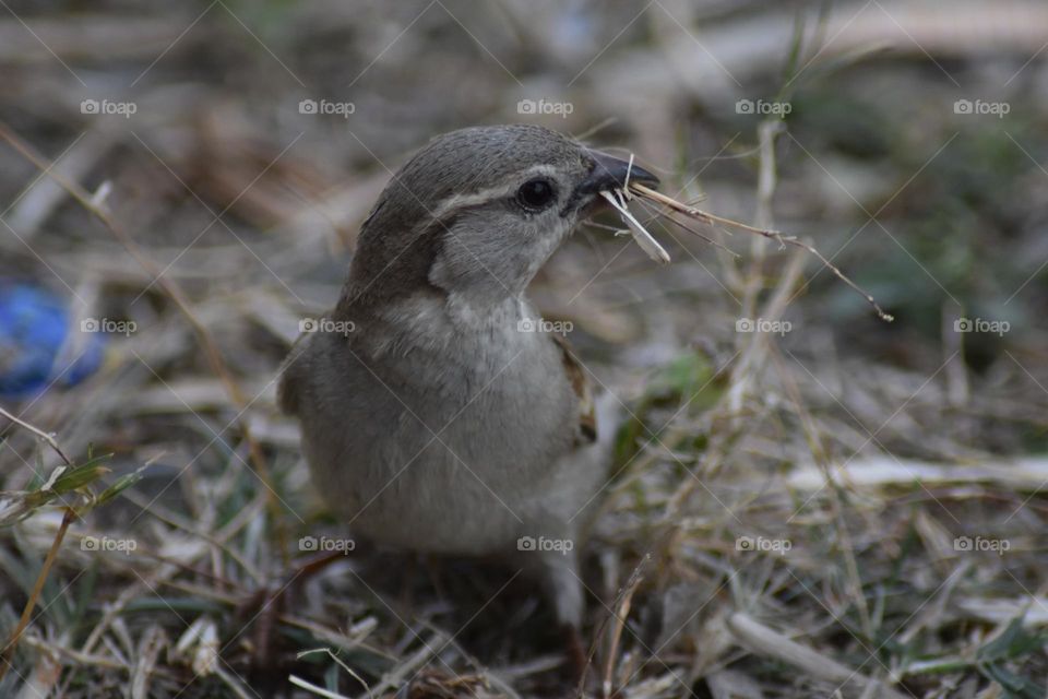 House sparrows build their nests from dried grass, straw or other coarse vegetation which they stuff into the area they have chosen for nestling ..