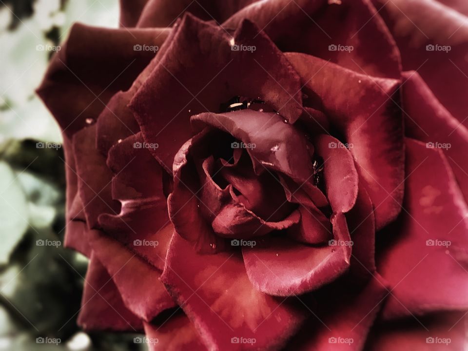 A Rose after rain