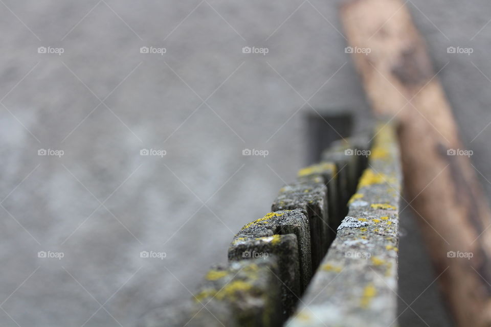 Macro of Moss and lichen on old rotten wood