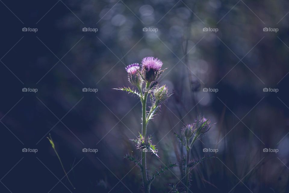 Wild Lilac Teasel Flowers Enhanced by the Sun