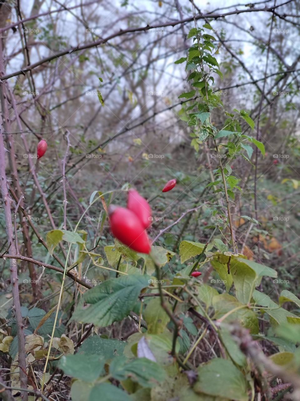 Boules rouges sur buissons