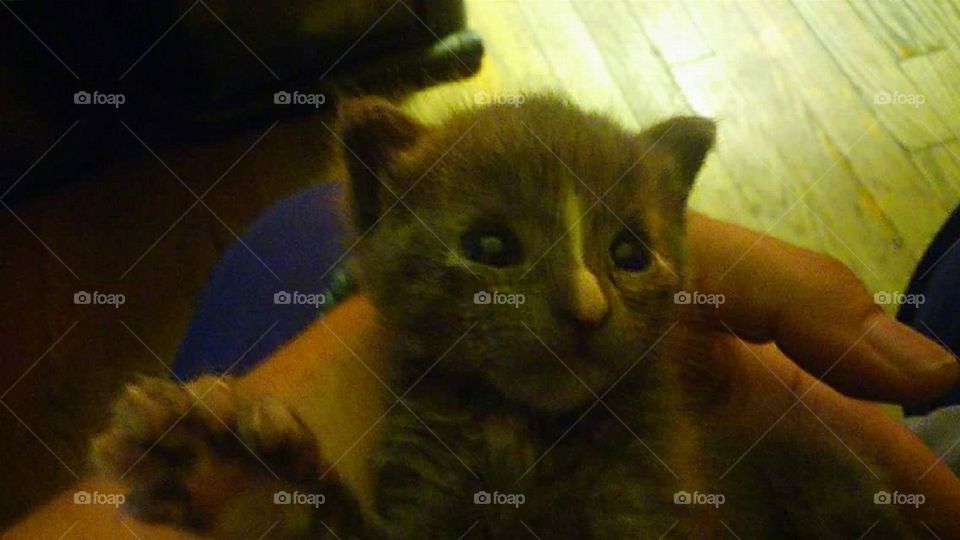 kitten grey with stripe happy sunny window