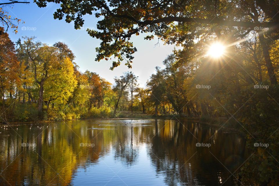 Pond in autumn park