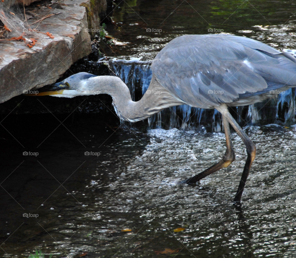 nature water bird fishing by lightanddrawing