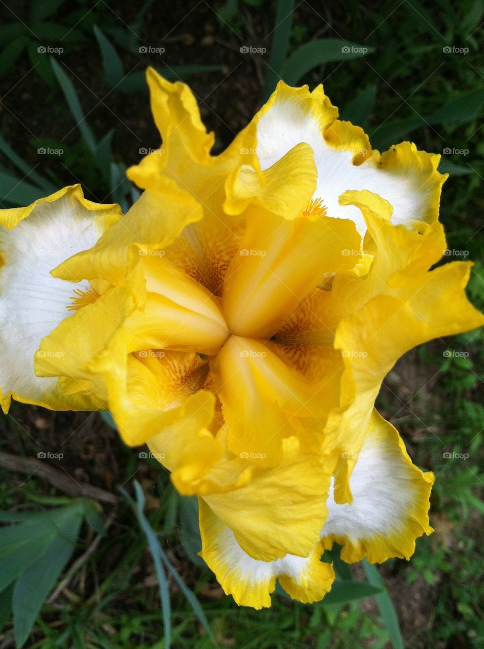Yellow iris 