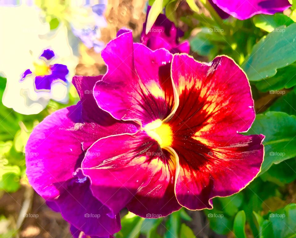 Pansy Close-Up