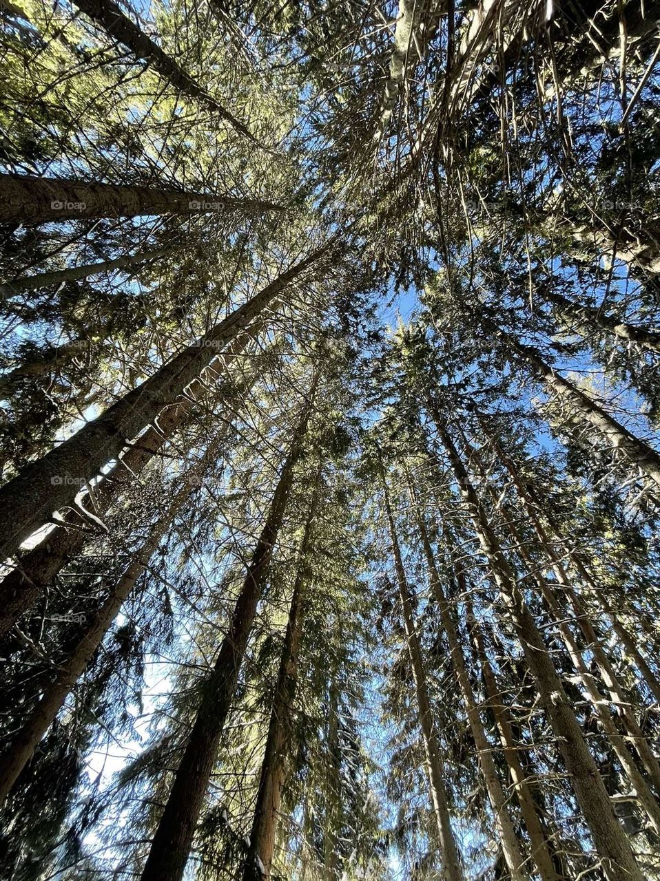 beautiful tall trees