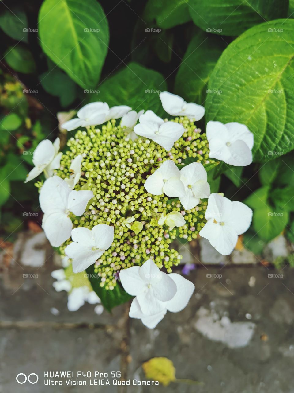 flores blancas en ramo natural.