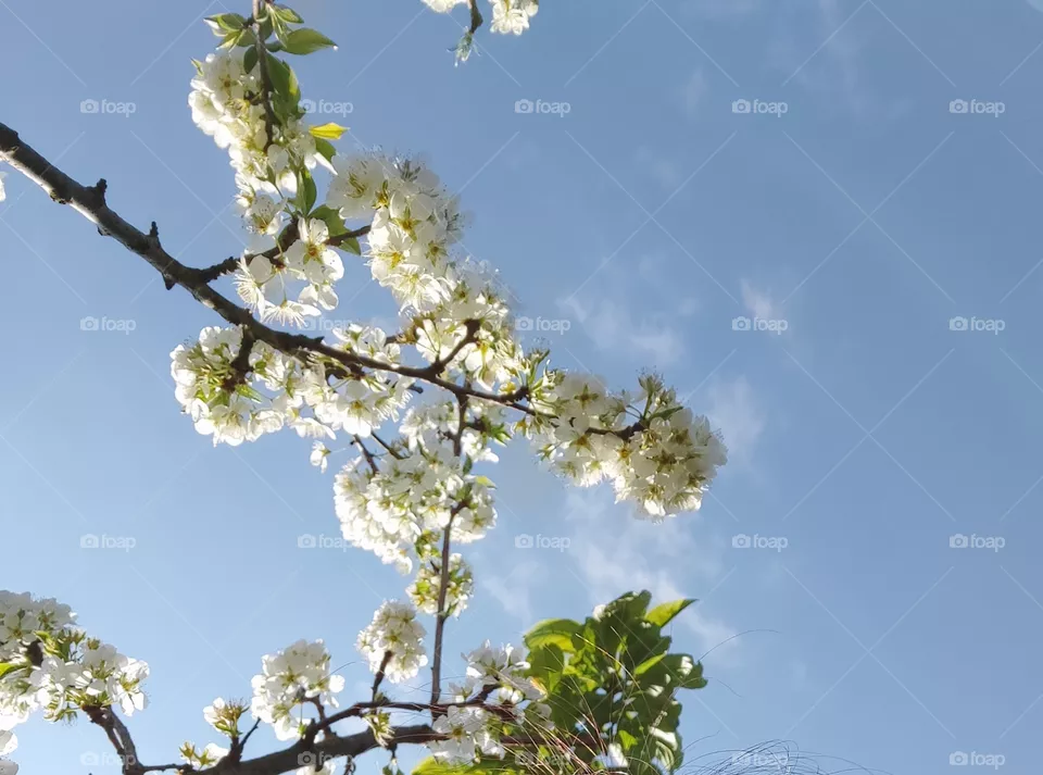 spring