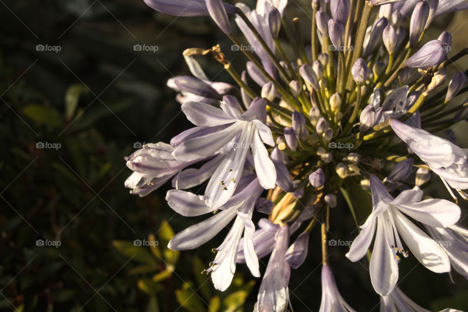 close up of blue hyacinth