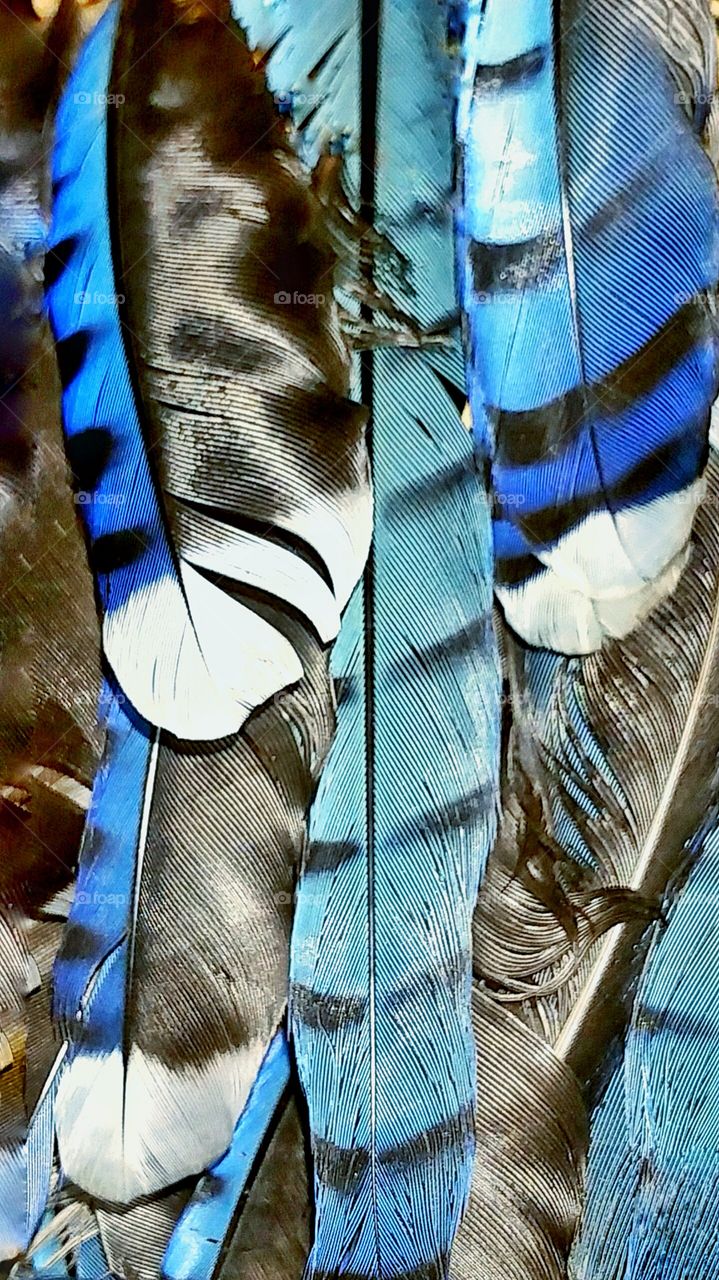close up blue feathers
