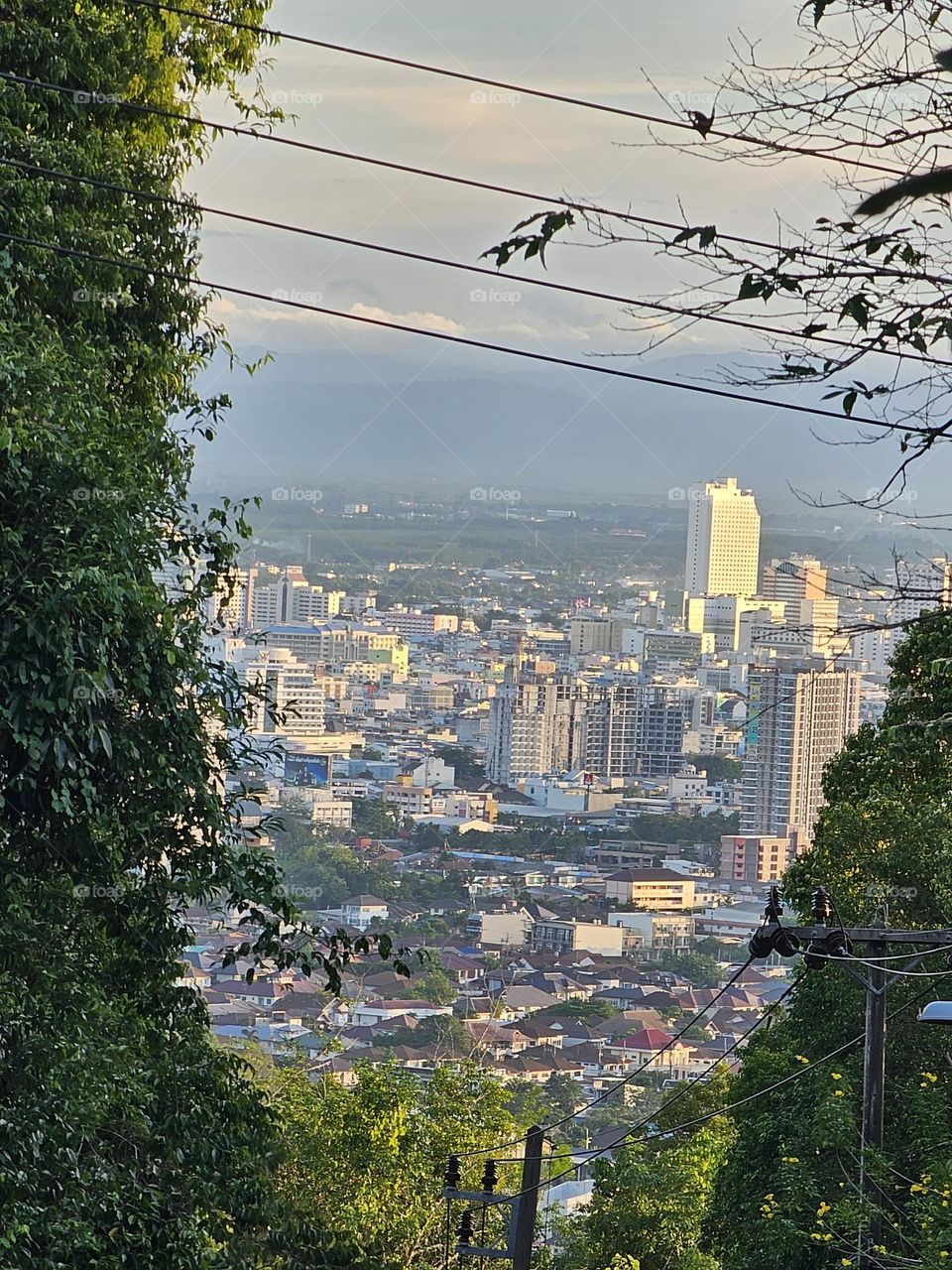 Tree and city in summer.