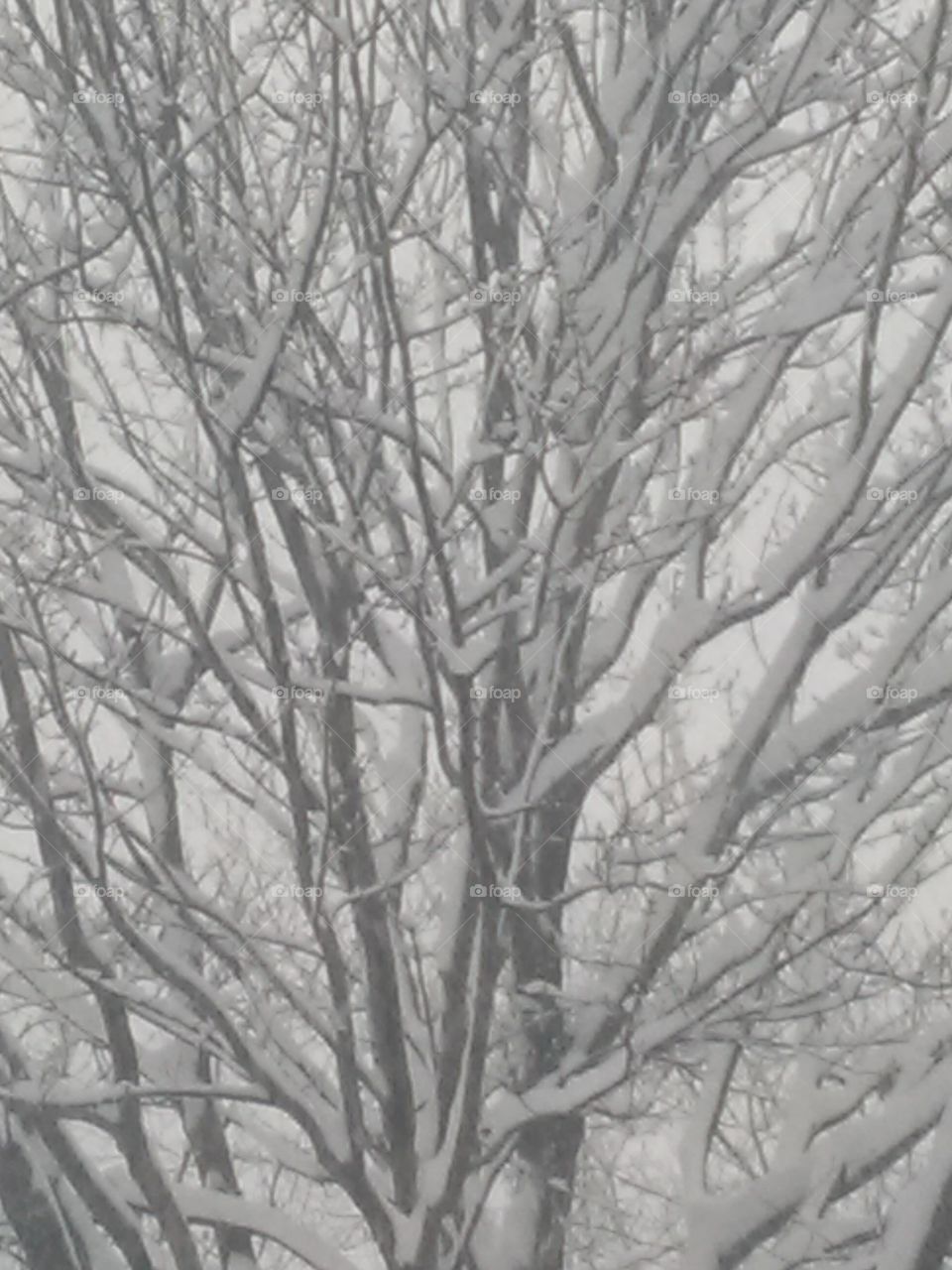 Winter, Tree, Wood, Branch, Snow