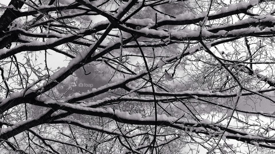 Snow covered branches