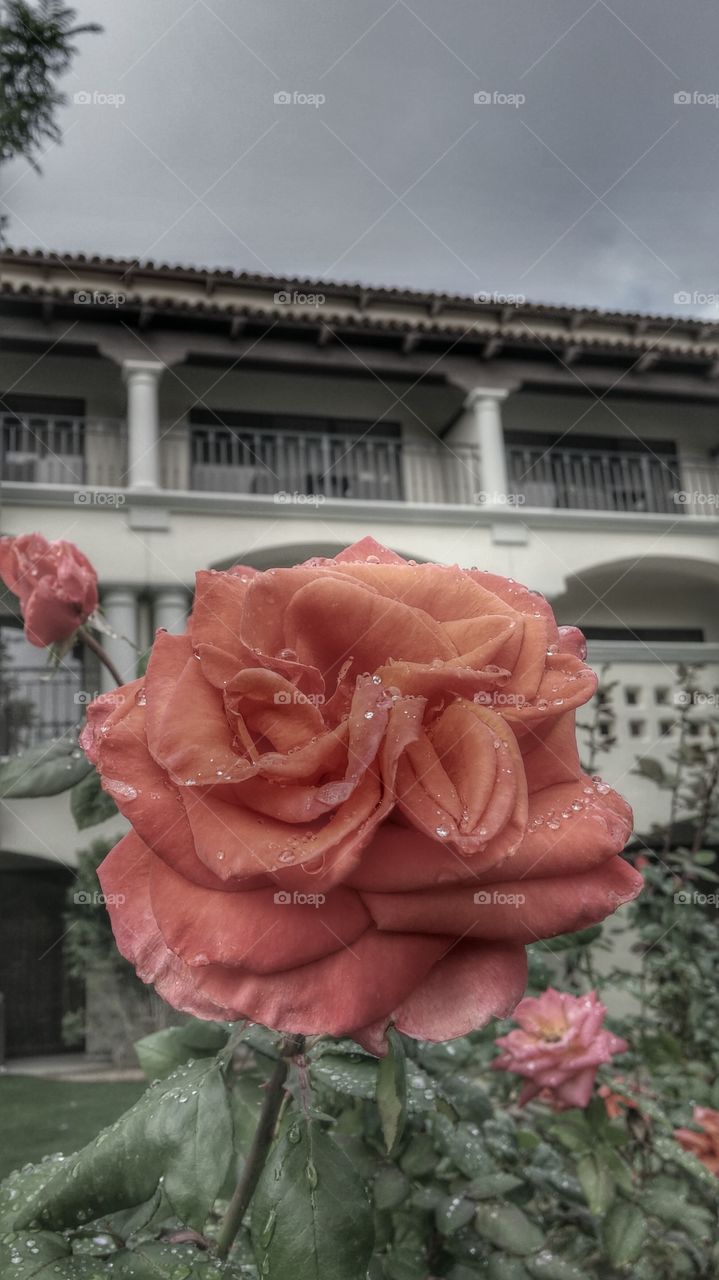 One Rose. I took this while on vacation.