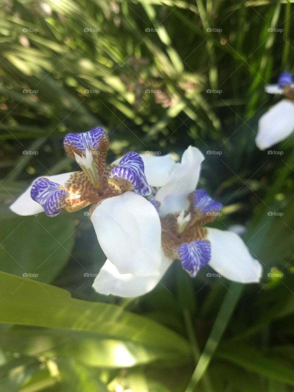 iris flower