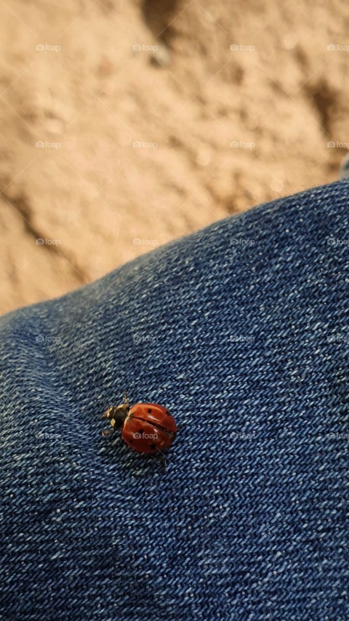 lady bug on jeans
