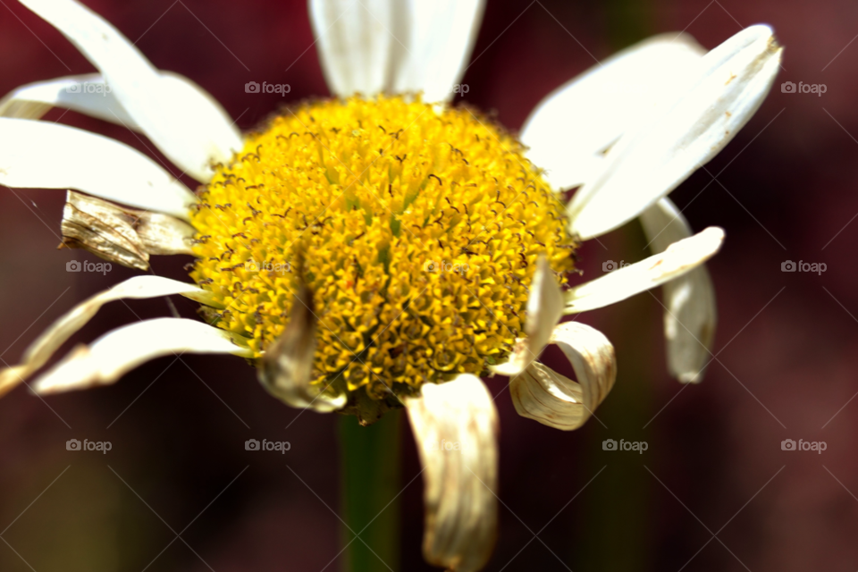 yellow flower beauty daisy by riksen