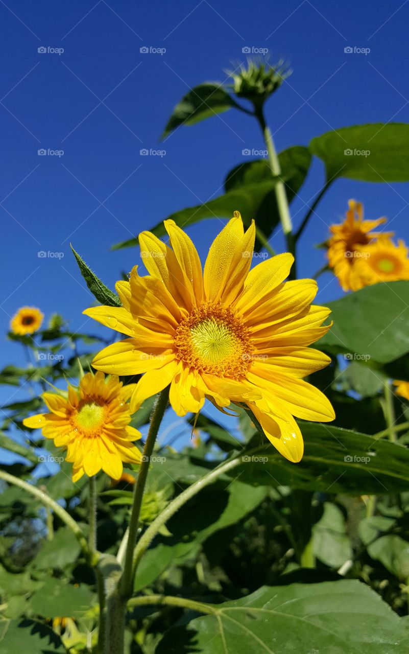 dainty sunflower