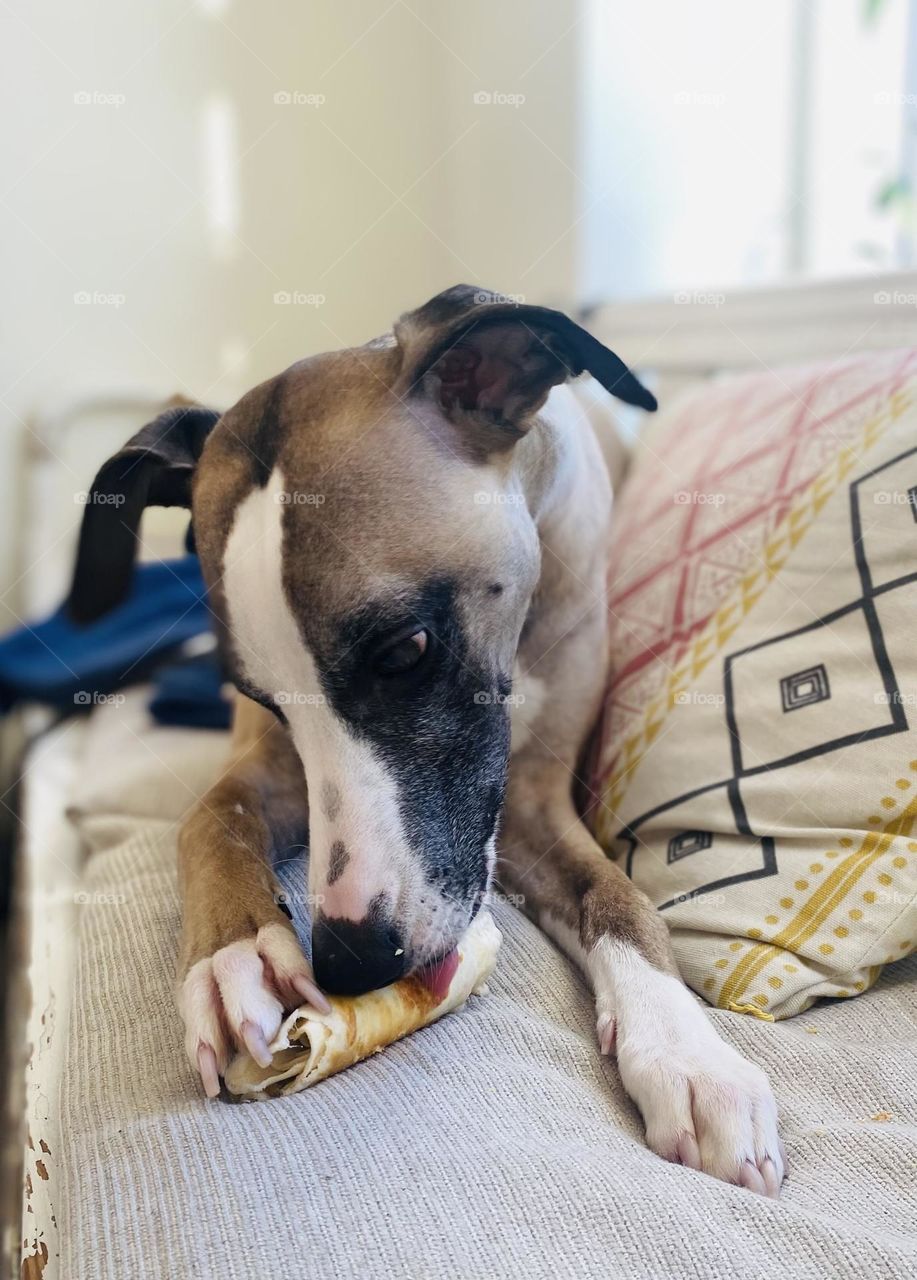 a dog licking a dog bone