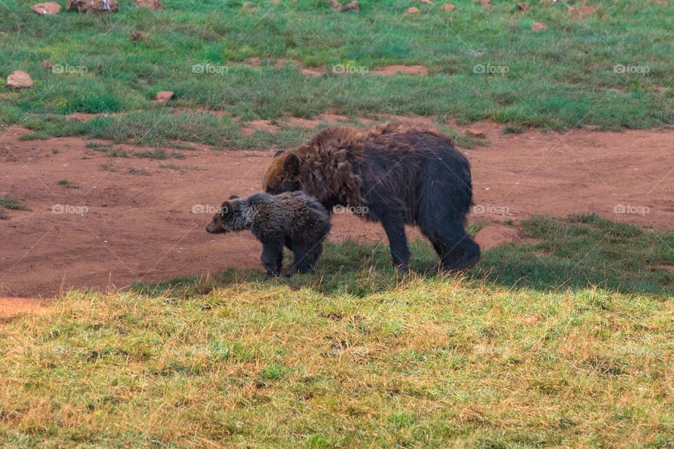 View of a brown bear (Ursus arctos) mother with her cub, walking on a path.