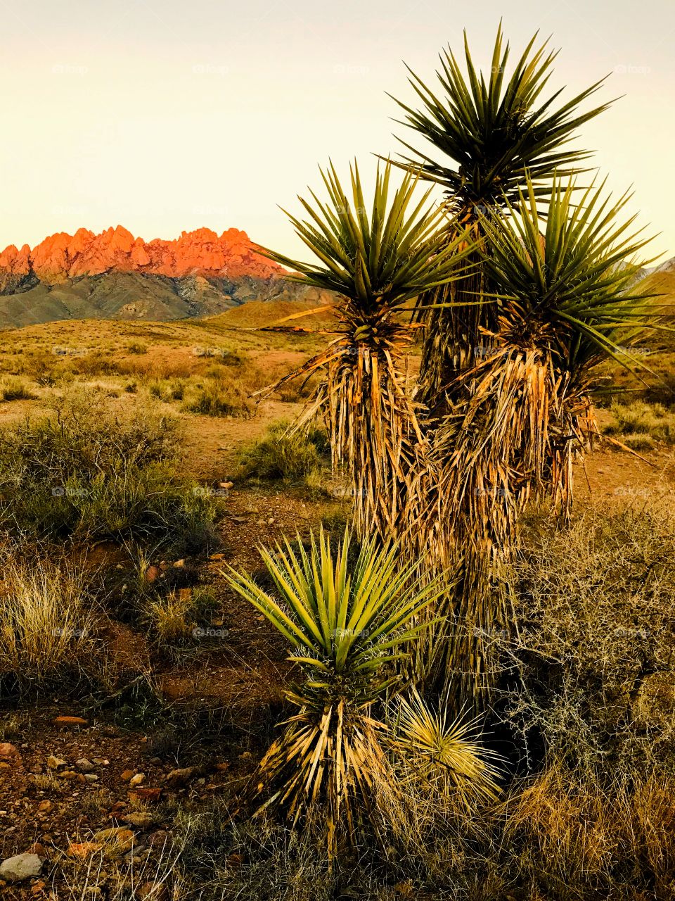 Yucca desert verdant orange sunset sunrise sky yellow spikes dry rocky cactus distant close sage vibrant summer winter fall spring always close   